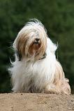 TERRIER DU TIBET 211